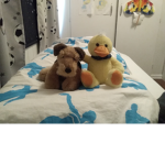 Black Ducky