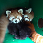 Red pandas best fan club