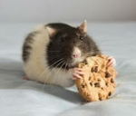 ~The_Cookie_Rats~