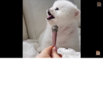 Pomeranian Pals