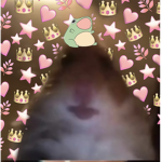 Bad bleep hamsters