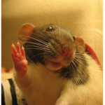 THE VEARY PRETTY RATS AND WE JUICY
