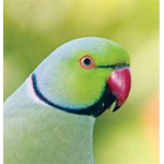 Bird army ( Benjin army )