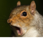 Squirrel Children
