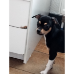 Dog and_ cat fan group
