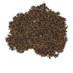 apqle tree