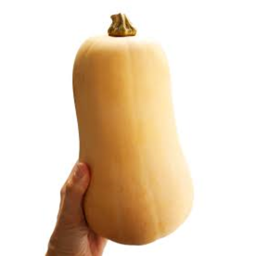 Squash Tycoon