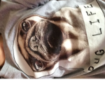 PUG LIFE UNITED
