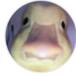 Ducks are strong