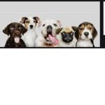 Puppy time play