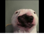 Snowi