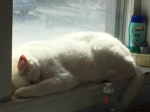 Anna_luv cats