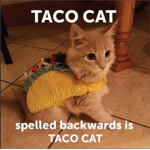 |{~*+CAT+*~}|