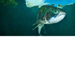 Fishy Corporation