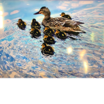 The duck group we love ducks