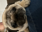 Pug daisy
