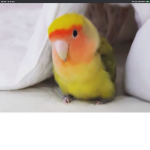 -Avocadobirbs<3