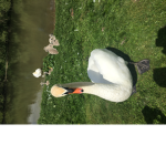 Duck/swan group