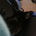 The Black Cat Club