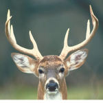 Hello, Deer