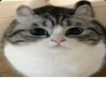 Lolcats games