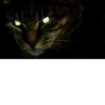 the scary cat's