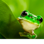 Froggo Army!!