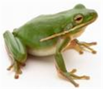 Frog Loving Union