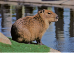 capybaran army