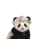 #Team Panda's!