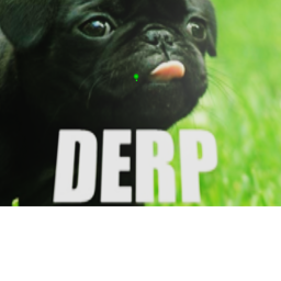 Pug HD Hanout