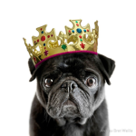 king pug gaming official group