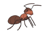 Ant Warriors Offical Group