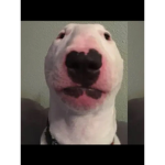 Catjuice500 is epic