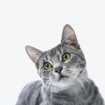 Cats Patrol