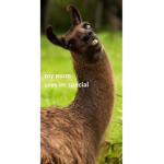 Llamas Rules