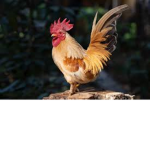 Chicken Revolution