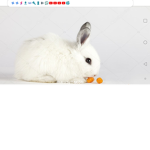 Fluffy Bun Buns'