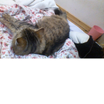 ###### kittens and puppies <3