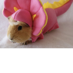 Guinea pig group for Guinea pigs