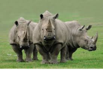 Group Rhino