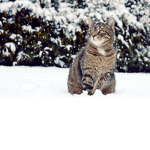The Ice Kittens