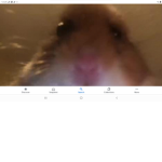 Funny dog ynwmelly