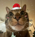 A group for people who adore cats