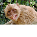 Le Monkey's Circus