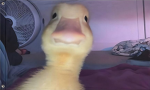 CHICKY CHUCKWEEZE