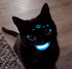 MidnightCatzBB
