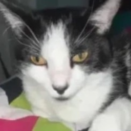 The Fight For Cupcake the Cat