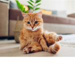 The group of the cats.