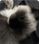 Sleepy ~ bunnies